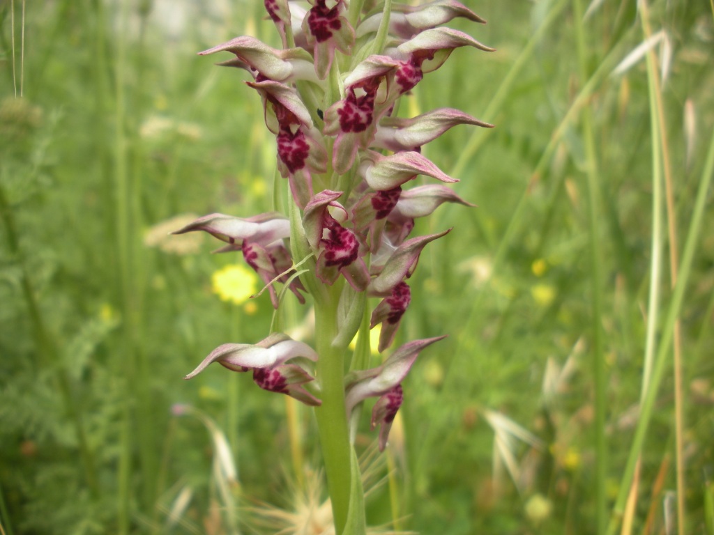 Anacamptis coriophora?